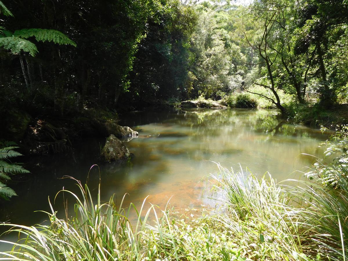 Purling Brook Falls Gwongorella Springbrook Esterno foto